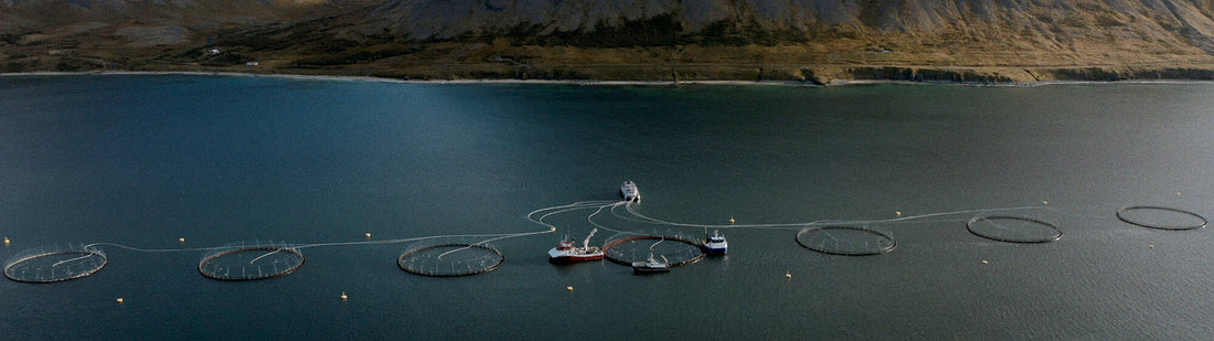 Patagonia - Iceland needs you